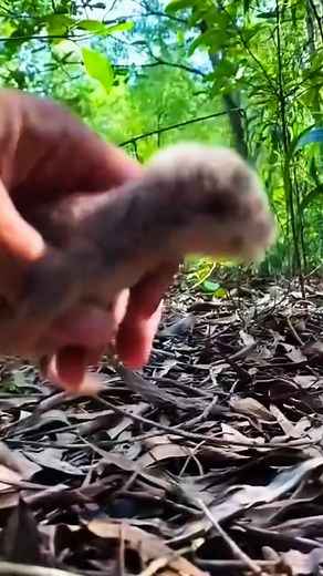 11K views · 392 reactions | An otter thought to have been abandoned again #cute #rescue #otter #reelsviral #fbreels #usa #reelsfb #reelsvideo #fyp #trendingreels #reels #UnitedStates | Swift Motion | Facebook