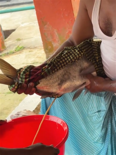 Bearkate Fish Breeding Techniques