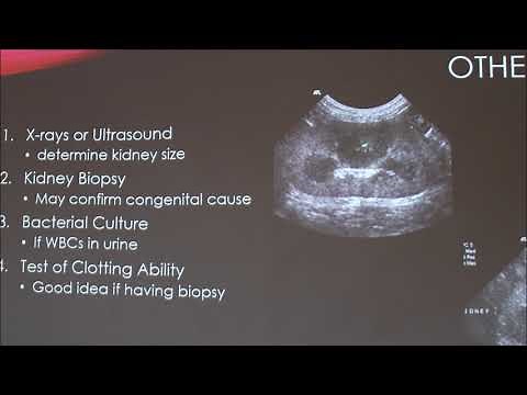 Chronic Kidney Disease in Cats