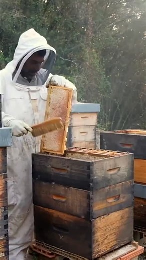 APiLOG on Instagram: "Real-time data access isn't just a tech upgrade—it's a game changer for beekeepers at every level. Imagine instantly updating hive health notes right in the field and seeing those changes appear across all your devices without delay. Whether you manage a single urban hive or a large commercial apiary, having up-to-the-minute information means faster decisions and healthier bees. With APiLOG, your hive data syncs in real time so you can: • Track inspections as they happen •