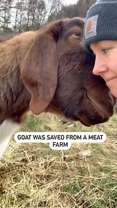 Love story in caption ⬇️ Stu the goat was rescued from a meat farm by @thelittlesanctuary1 . He was the first animal rescued by Erin and they have such a beautiful bond. Stu is totally besotted and is always looking for cuddles and affection from his beloved rescuer 🥰. Animals feel, they form meaningful relationships with other animals and lucky humans also. They are treated so horribly in this world and do nothing to deserve it. Vegan for them 💚🙏 🎥 @emmaveganforanimals Footage thanks to @th