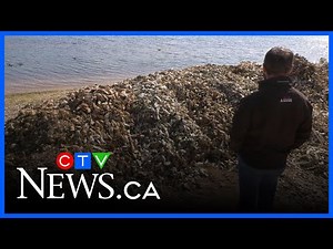 P.E.I. oyster market on the ‘verge of collapse’ as parasites destroy harvests