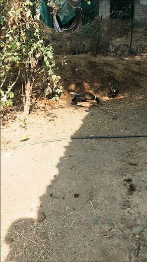 Indian runner duck farming in village life #duckfarmer #duckfarm #duckfarm #whattheduck #ducklife