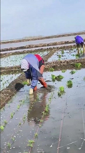 The process of planting rice seedlings in the field
