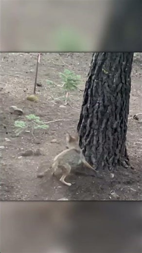 Predator Speed – Coyote Hunts Squirrel With Ease