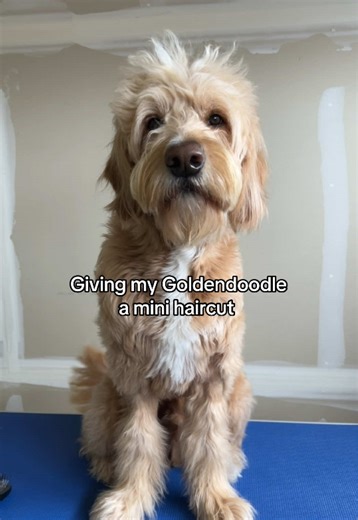 Goldendoodle Grooming Tips for a Perfect Mini Haircut
