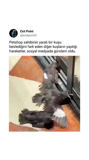 Yaralı Kuşa Yardım Eden Diğer Kuşlar