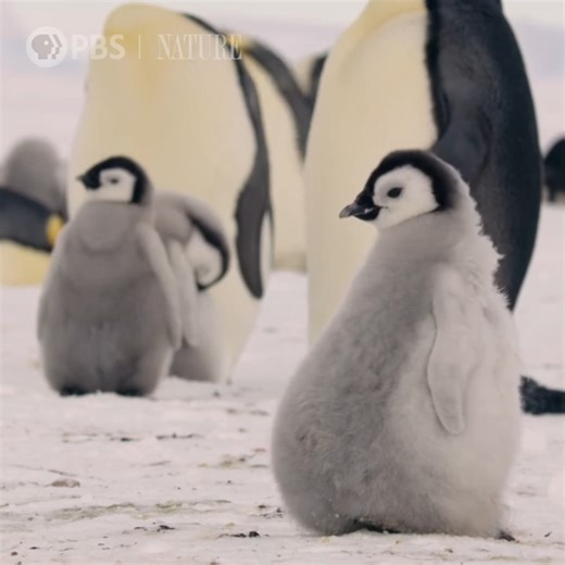 2.1K views · 58 reactions | Enjoy watching some cute baby penguins scurry across the ice. | Nebraska Public Media | Facebook