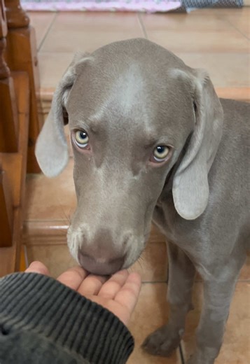 Understanding Weimaraner Behavior and Care