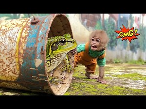 Monkey Bon Opens A Mysterious Box In The Garden – What’s Inside Shocks Him!