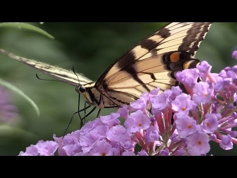 Eastern Tiger Swallowtail Butterflies--NARRATED