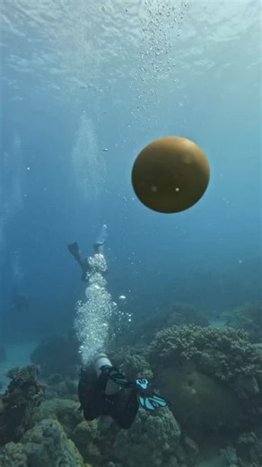 James Marsden on Instagram: "Come down with us on this scuba adventure 🥚🌊 We tried taking an egg underwater… and well, that’s the result 😅 It didn’t go exactly as planned, so we’ll be trying again at 27m and hopefully spot a batfish this time 🐟 Stay tuned! #ScubaAdventure #EggChallenge #Batfish #UnderwaterFun#BingoAkıllıKapsül"