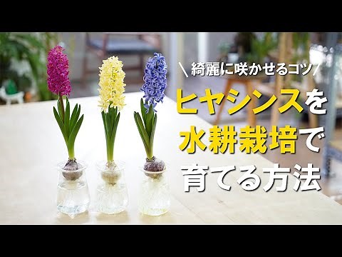 【2ヶ月で開花】プロが教えるヒヤシンス球根の水耕栽培｜大輪の花を咲かせる秘訣