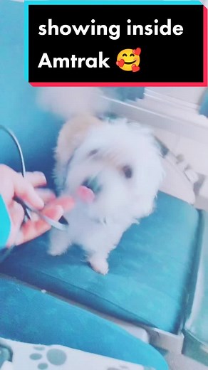 Traveling with Dogs on Amtrak: A Complete Guide