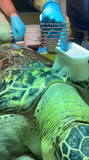 Enriching Charlotte: Green Sea Turtle Shell Brushing