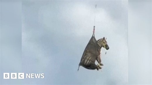 Watch: Runaway pet Zebra airlifted after capture in Tennessee