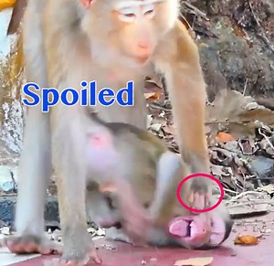 Very Very Loudly Cry Shaking Body So Spoiled Baby Monkey Got Hardly Lesson From Mom On The Ground And On High Tree | Monkey Daily TV