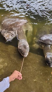 World's largest turtle. | Noman Explore