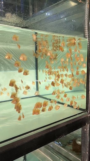 Being a discus breeder is not easy, the long ups and down only for those who have strong believe.. thus they can’t hold on and pass the storm ✌️ #discusfish #discusfarm #discusbreeder #discusindonesia #zoradiscus | Zora Discus