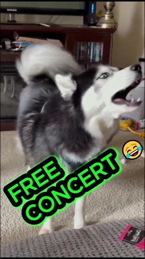 Husky Choir 😂 #funnydogs #shorts #husky