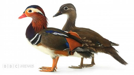 How does a duck change its sex?