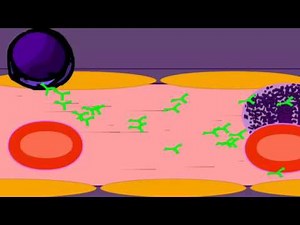 PLASMA CELLS & ANTIBODY PRODUCTION