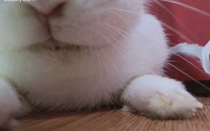 像上了发条一样，抖抖抖。。