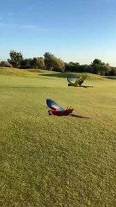 3.8K views · 270 reactions | Synchronized flight. #parrot #bird #parrots #birdphotography Nature at its Best | Nature at its Best | Facebook