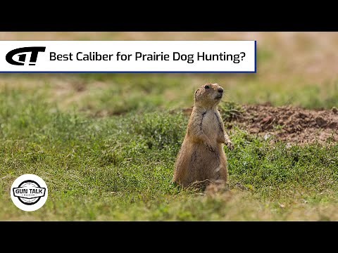 Best Caliber for Long Range Prairie Dog Hunting? | Gun Talk Radio