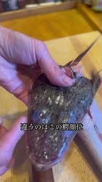 【コチじゃないよ？鰐顔ワイルドなワニゴチをおろして頂く】