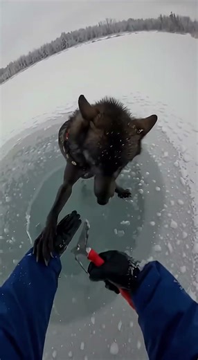THE FROZEN WOLF RESCUE! ❄️🐺