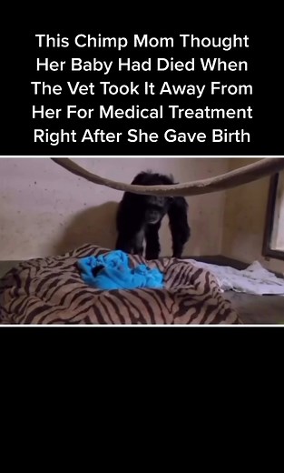 Im not crying 🥹🥲🥲 This Chimp Mom Thought Her Baby Had Died When The Vet Took It Away From Her For Medical Treatment Right After She Gave Birth #funnyanimals #iloveanimals #chimpanzee #chimpanzeebaby #hartwarming