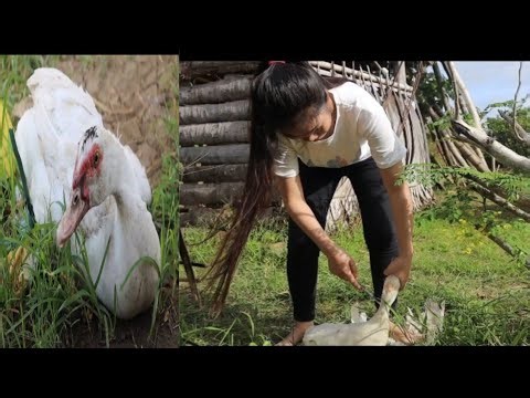 Woman slaughter duck New video