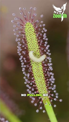 Drosera: When Beauty Becomes a Trap