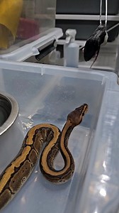 Pinstripe wookie male feeding 🐍🐍🐍 #royalpythons #ballpythonlove #beardeddragon #reptilebreeder #snek #morph #leopardgecko #petsnake #herpetology #animal #morphs #cornsnake #snakelove #reptilelove #livingart #ballpythonofinstagram #snakelovers #reptilesofinsta #serpent #ballpythonsnake #nature #ballpythonlover #babyballpython #snakesofinsta #crestedgecko #ballpythonmorphsofinstagram | Xclusive ball pythons