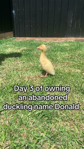 Donald the Duckling's Recovery Journey: Day 3