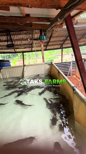 OTAKS FARMS on TikTok