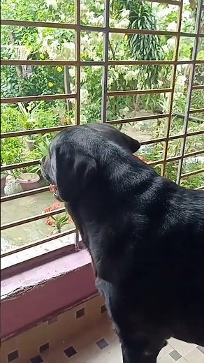 Black labrador barking sound