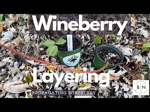 How to propagate wineberry with tip layering