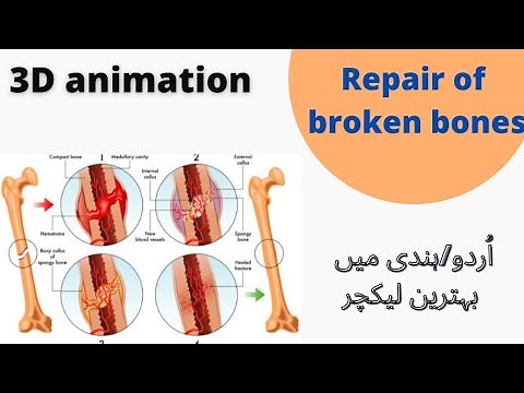 Repair of broken bones/Animation/how bone repair