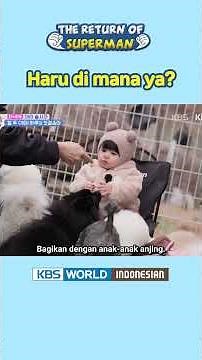 Saat Haru dikerumunan para anjing hihihihi 🐶 #haru #하루 #shimharu #심하루