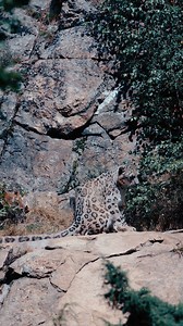 10K views · 635 reactions | Each snow leopard’s spot pattern is unique — just like a fingerprint  #SnowLeopard #WildlifeFacts #NatureLovers #BigCats | Sondre Eriksen Hensema Photography | Facebook