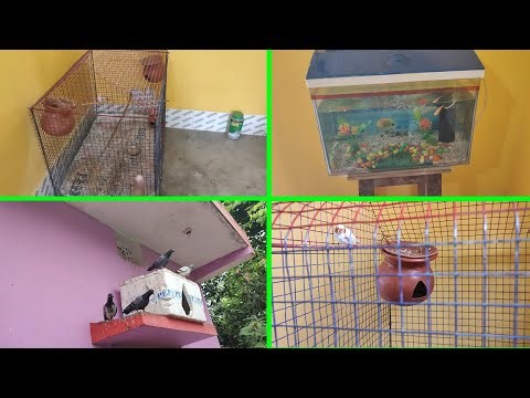 Java Birds मटकी पूरी घोंसला बना दिया | Pets Vlog | Daily Routine | Love Birds