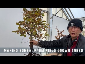 Making Bonsai From Field Grown Trees