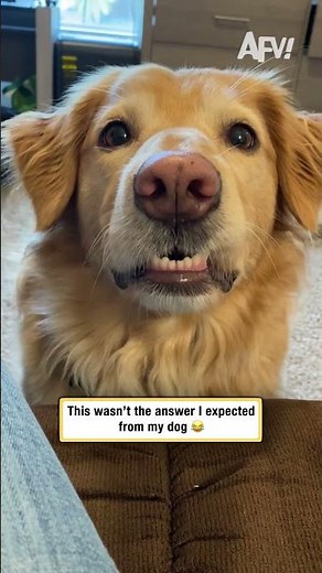 This wasn't the answer I expected from my dog