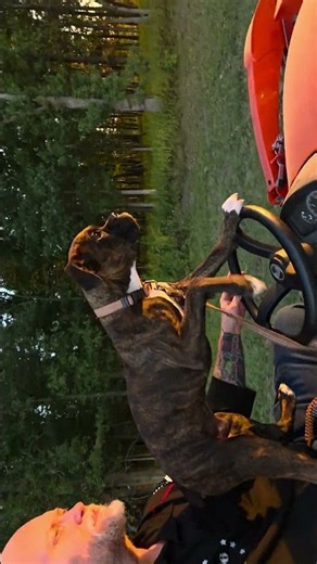 Better let me drive, I see a squirrel🐾❣️ #dogshorts #youtubeshorts #boxerdog #tractor #dog
