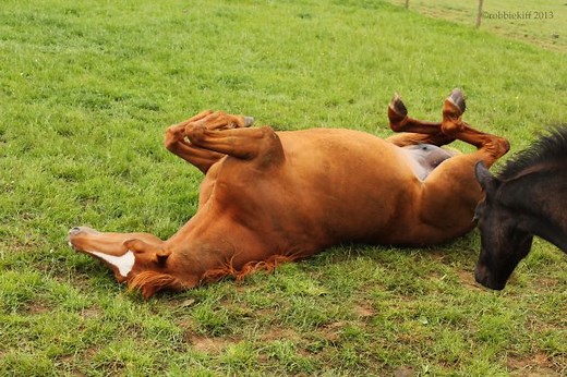 Why do horses roll? H&H explains… - Horse & Hound