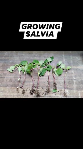 How To Grow Salvia Plants? #salvia #seedlings #pottingsoil #planters #transplanting #flowers #growingtips #gardeningtips | HAMRO Phulbari