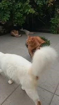 Time Machine Cats !!!! Longest Daily Cat's Story