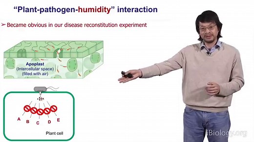 Plant-Pathogen Interactions • iBiology